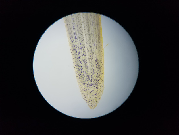 Onion Root Mitosis Slides - Onion Root  Mitosis  01 100X